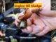 Engine Sludge - Causes and Prevention Tips